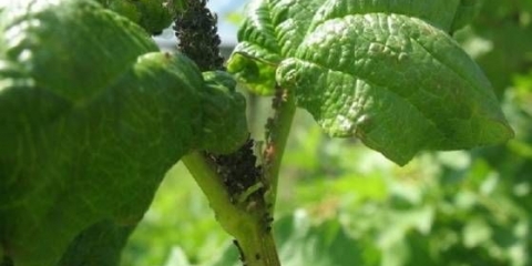 Kako liječiti ribizle od lisnih uši